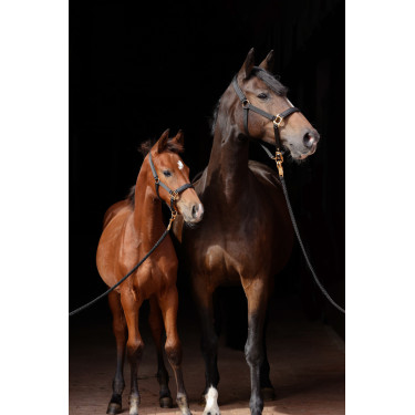 Halfter TopLine Covalliero Schwarz