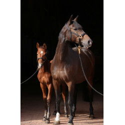 Halfter TopLine Covalliero Schwarz