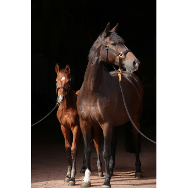 Halfter TopLine Covalliero Schwarz