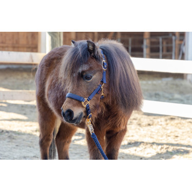 Fohlenhalfter TopLine Covalliero Marineblau