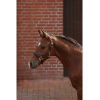 Fohlenhalfter TopLine Covalliero Marineblau