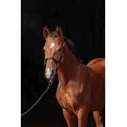 Fohlenhalfter TopLine Covalliero Fohlenhalfter TopLine Covalliero
