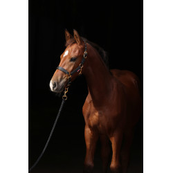 Fohlenhalfter TopLine Covalliero Fohlenhalfter TopLine Covalliero