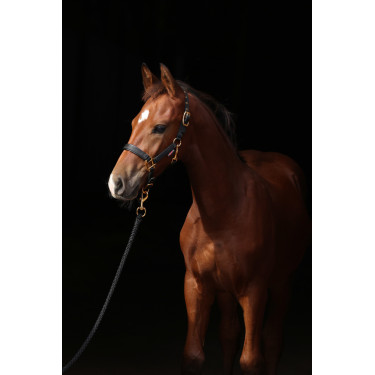 Fohlenhalfter TopLine Covalliero Fohlenhalfter TopLine Covalliero