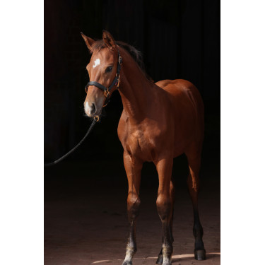 Fohlenhalfter TopLine Covalliero Fohlenhalfter TopLine Covalliero