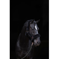 Halster SuperSoft Covalliero Schwarz Halster SuperSoft Covalliero Schwarz