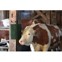 Kratz- und Reinigungstafel KratzPad Kerbl Grün Gr&uuml;n