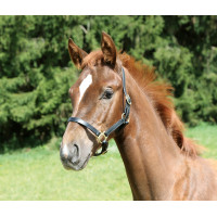 Veulenhalster Eco Covalliero Schwarz