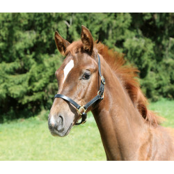 Veulenhalster Eco Covalliero Schwarz Veulenhalster Eco Covalliero Schwarz