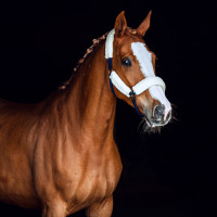 Halfter Schaf Horze Lincoln Dunkelbraun / Cremeweiß