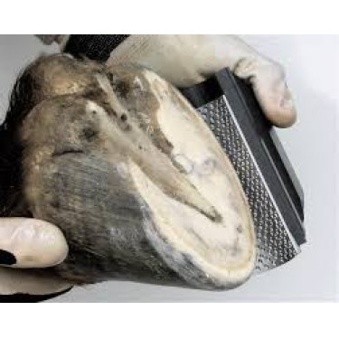 RAPE RADIUS RASP PRO