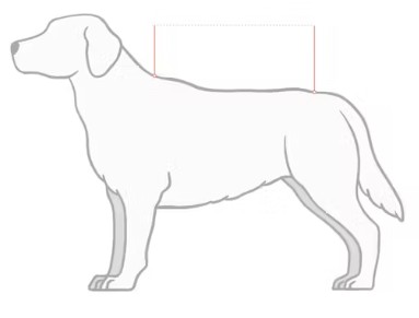 Abbildung der Größentabelle für Ausrüstung für Hunde Kentucky